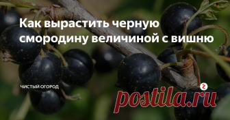 Как вырастить черную смородину величиной с вишню Простой и эффективный способ получить огромный урожай ягод