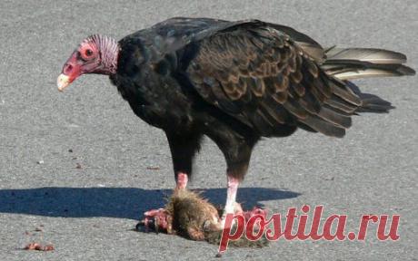 Топ-25 животных с самыми странными защитными механизмами | Разно Всяко