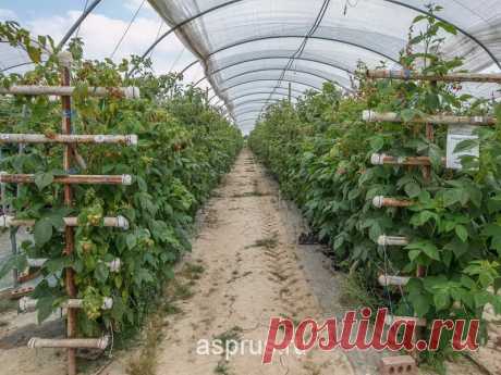 ВЫРАЩИВАНИЕ РЕМОНТАНТНОЙ МАЛИНЫ | Результаты поиска | АППЯПМ