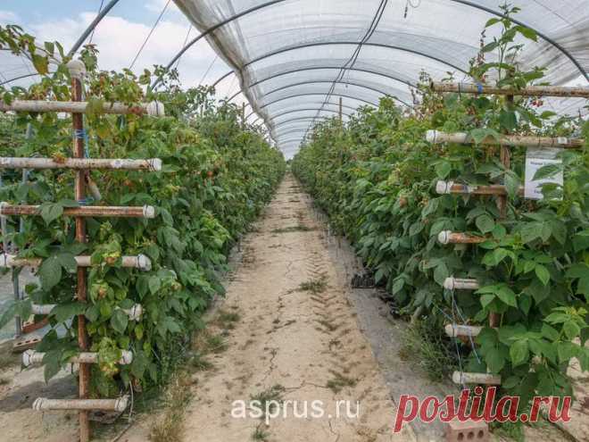 ВЫРАЩИВАНИЕ РЕМОНТАНТНОЙ МАЛИНЫ | Результаты поиска | АППЯПМ