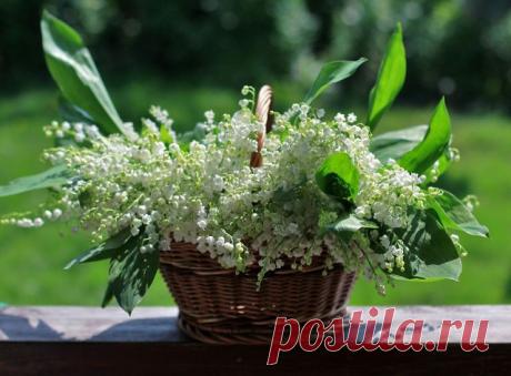 Живопись професcионалов.
Лариса Леонтьевна