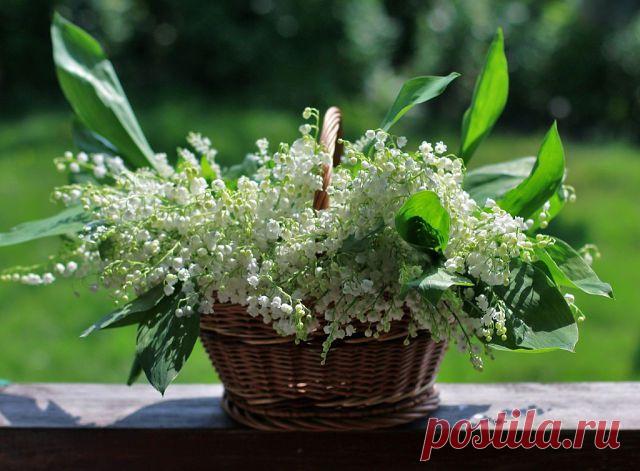 Живопись професcионалов.
Лариса Леонтьевна