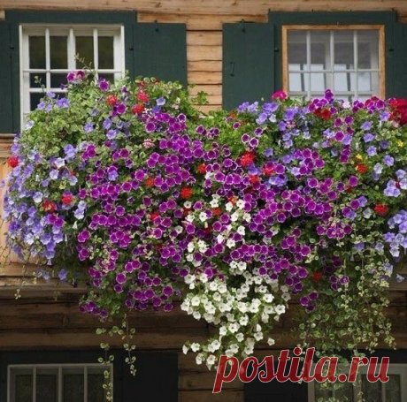 Пятерка цветов для вашего балкона.

1.Вербена - низкорослое растение с мелкими, очень красивыми цветками, похожее на примулу. Цветки душистые, с белыми глазками внутри. Когда растение достигнет высоты 12 см, надо прищипнуть верхушку.

2.Петуния - однолетнее растение высотой до 25 см, отличается компактной формой куста и очень обильным цветением. Благодаря своеобразным ярким цветам может быть украшением любого сада. Прекрасно подходит для выращивания в балконных ящиках.В ма...