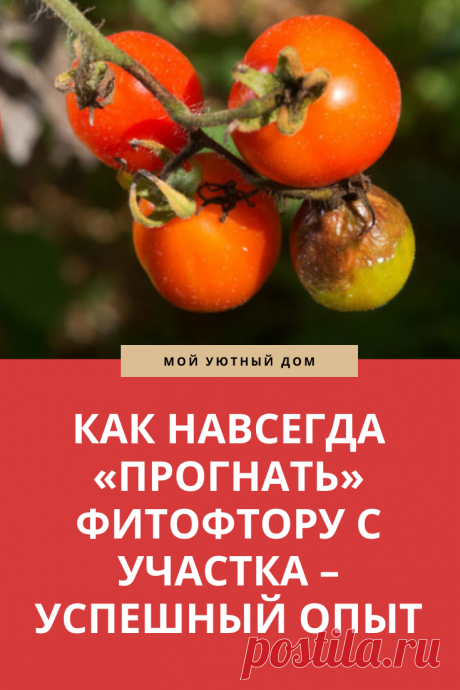 Советы как прогнать фитофтору