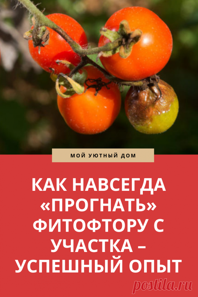 Советы как прогнать фитофтору