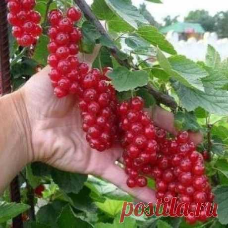 В десять раз больше урожай малины и смородины