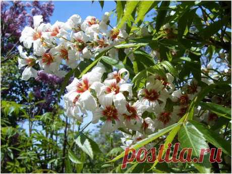 Чекалкин орех - Садоводка