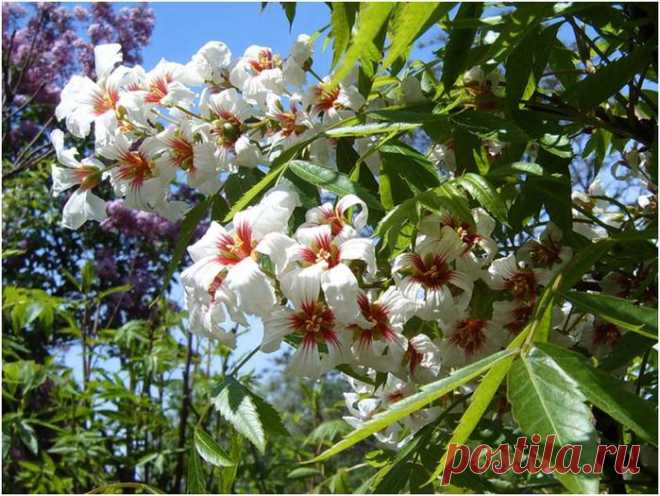 Чекалкин орех - Садоводка