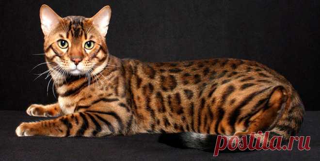 Google Image Result for http://beauty-around.com/images/sampledata/Cats/beng_06.jpg