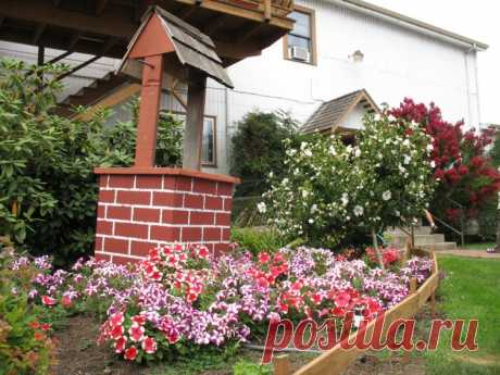 На сухом солнечном месте цветки и листья многих красивых многолетников поникают