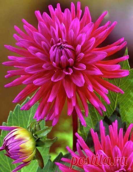 image (564×728)