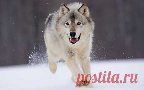 Бегущий волк. -----------
Viewing Mia Moya Samoyed&amp;#039;s profile | Profiles v2 | Gaia Online