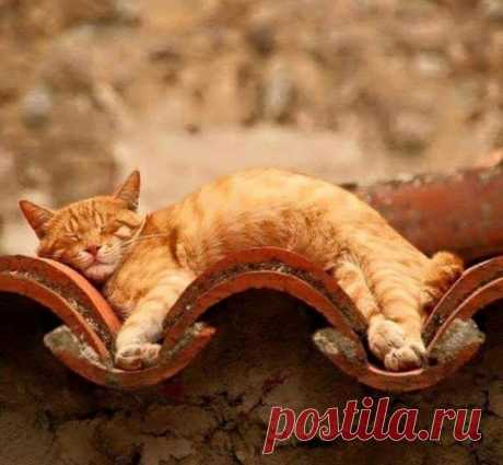 Котовторник 05.07.16 - ЯПлакалъ