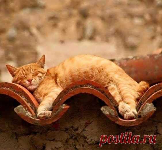 Котовторник 05.07.16 - ЯПлакалъ