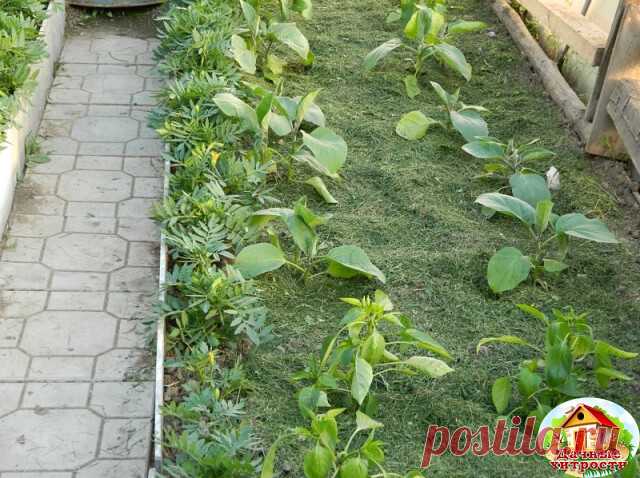 МУЛЬЧИРОВАНИЕ: 13 ОСНОВНЫХ ПРАВИЛ 
 
1. В случае подзимнего мульчирования почвы, с наступлением весны покрытые толстым слоем мульчи грядки хуже прогреваются из-за недостатка солнечного тепла и света. Поэтому ее лучше убрать и дать земле хорошенько прогреться перед посевом. 
 
2. Весной, после того как земля достаточно прогреется, мульчу раскладывают вокруг растений на очищенную от сорняков, рыхлую и влажную землю. Поздней осенью отработанную мульчу собирают вместе с листья...