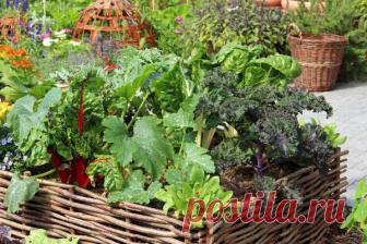 Как сэкономить место в огороде: овощной конвейер — на каждой грядке Часто дачники горько сожалеют о том, что имеют такие маленькие участки. Планов и сил много, а земли мало, поэтому не удается вырастить все желаемое. Николай Курдюмов — известный популяризатор и практик природного земледелия — делится опытом выращивания на одной грядке 2-3 урожаев в своей книге...