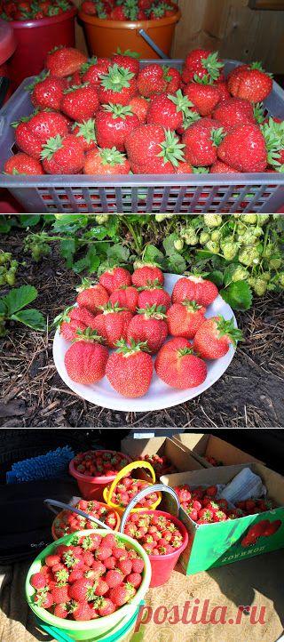 Вкусная клубника: Как вырастить клубнику на даче