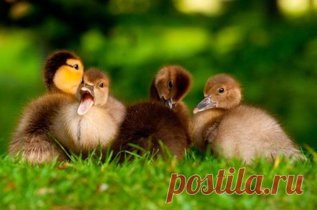 Животные крупным планом Роберта Адамека (Robert Adamec) — Фотоискусство