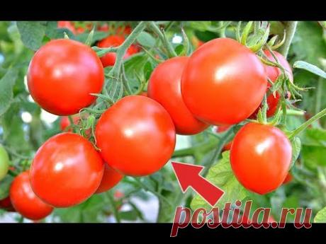 Делайте так и томаты за неделю покраснеют на кусте! 7 способов ускорения созревания томатов!