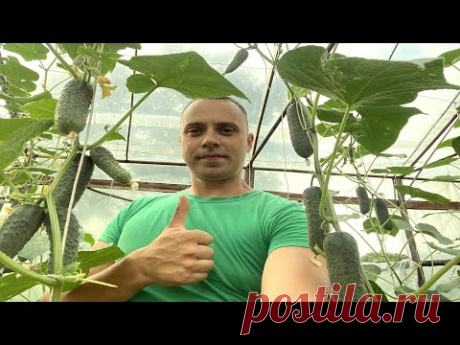 ДЕЛАЙТЕ ТАК И ОБАЛДЕЕТЕ ОТ УРОЖАЯ ОГУРЦОВ! ПОЛНАЯ, ПОЭТАПНАЯ ТЕХНОЛОГИЯ ВЫРАЩИВАНИЯ ОГУРЦОВ - YouTube
