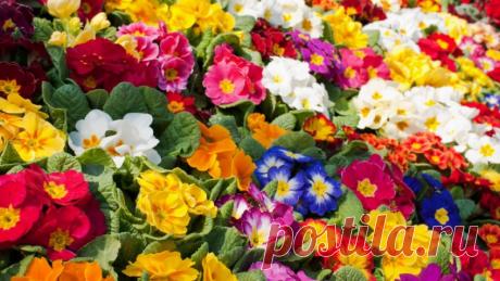 tulipanes de colores - Buscar con Google