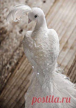 ........Необыкновенно красивые голуби) создал же бог такую красоту))))...оцените......................