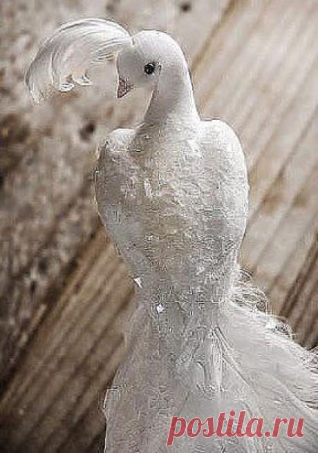 ........Необыкновенно красивые голуби) создал же бог такую красоту))))...оцените......................