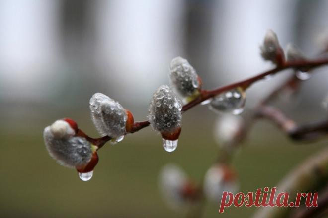 С весной всех, с романтикой, любви вам и счастья, мои дорогие ...