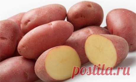 Картофель Манифест – урожайный, вкусный, устойчивый к болезням