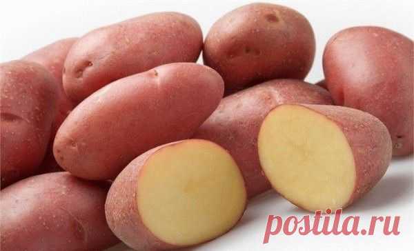 Картофель Манифест – урожайный, вкусный, устойчивый к болезням