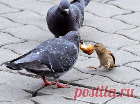 ДТП. | KotoMail.ru