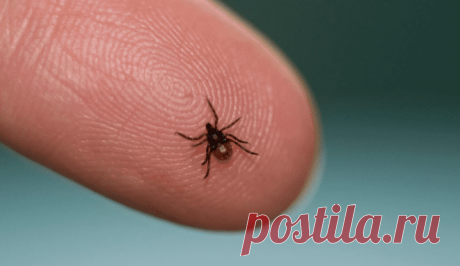 Почему в СССР было мало клещей, а сейчас с каждым годом все больше
