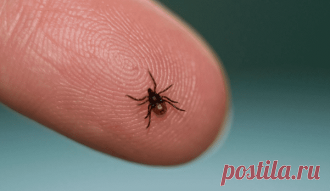 Почему в СССР было мало клещей, а сейчас с каждым годом все больше