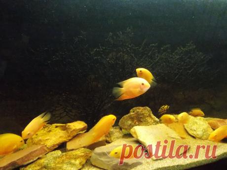 Рыбки.