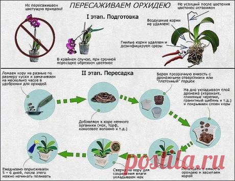 Как пересадить орхидею. Как пересадить орхидею.

Как определить, что орхидею пора пересаживать, и как это лучше сделать?
Субстрат истощается в среднем за два года, теряя полезные свойства. жизненно необходимые для орхидей: воздухопроницаемость, оптимальную для роста кислотность. сбалансированное соотношение солей и т.д. Поэтому пересаживать орхидеи необходимо каждые 2-3 года.
"Новоселов". приобретенных в цветочных магазинах. необходимо пересаживать сразу после цветения или...