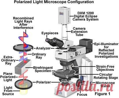 Nikon MicroscopyU | Polarized Light Microscopy