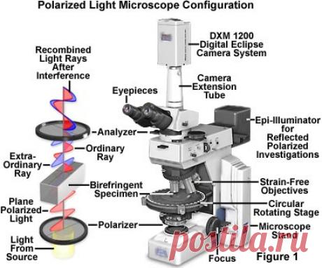 Nikon MicroscopyU | Polarized Light Microscopy