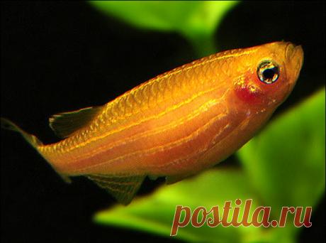 danio5.jpg (640×476)              Данио рерио
