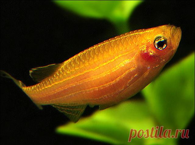 danio5.jpg (640×476)              Данио рерио
