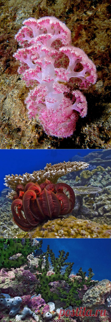 Сказочные глубины моря