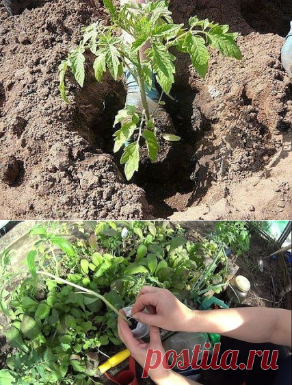 (46) Одноклассники