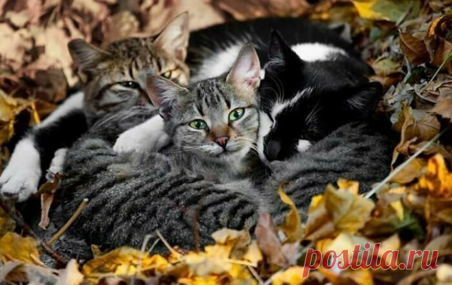 30 удивительных фото, доказывающих, что животные умеют дружить