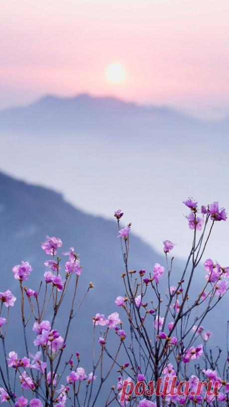 розовый херб завод цветок справочная информация