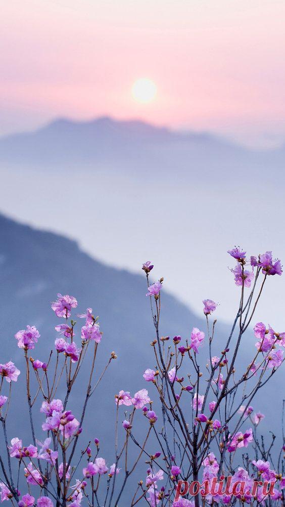 розовый херб завод цветок справочная информация