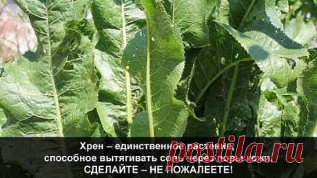 Хрен – единственное растение, способное вытягивать соль через поры кожи.
