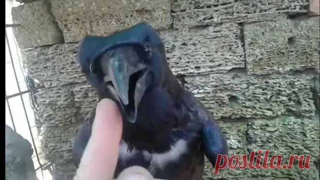 Он реально разговаривает! Это невероятно!