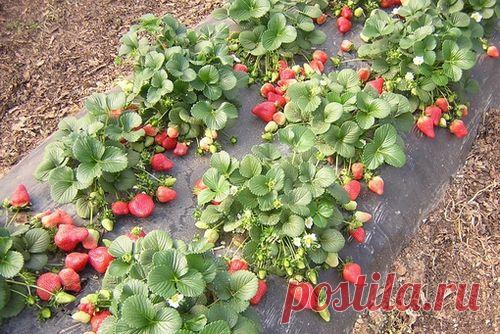 Странная эта культура — клубника...