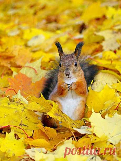 carpet of golden leaves...so comfy..!!! | Autumn Splendour