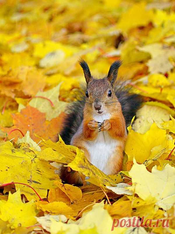carpet of golden leaves...so comfy..!!! | Autumn Splendour