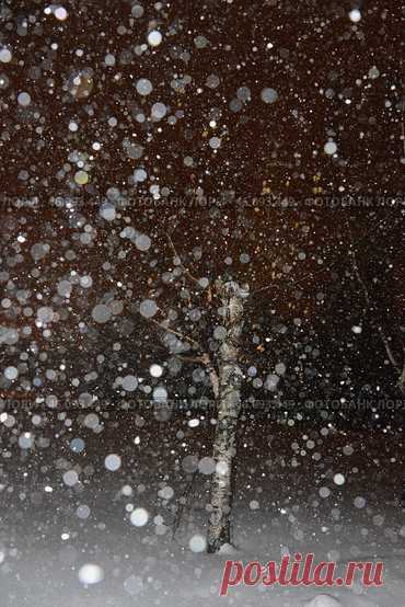 Winter night snowfall, nature background Стоковое фото, фотограф Ilaronsia / Фотобанк Лори